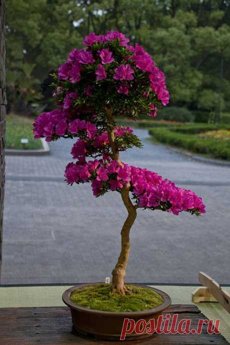 bonsai - Japanese Cherry,  
flickr от JSpyro  |   Pinterest • Всемирный каталог идей