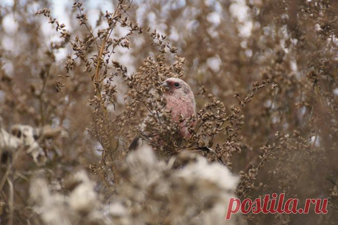 Урагус, или длиннохвостая чечевица. Автор фото: Евгения Мусиенко.