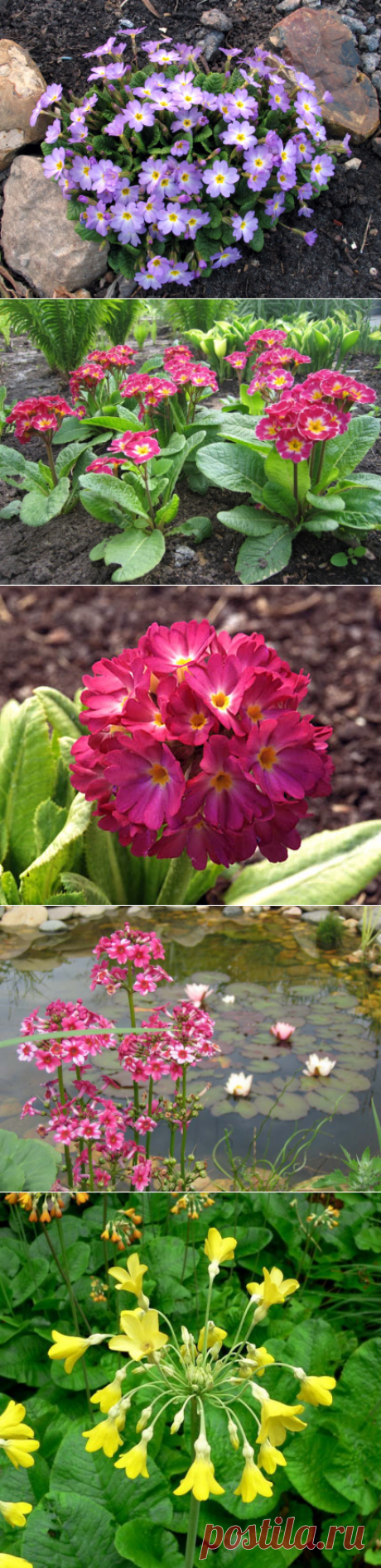 Выращивание примул — 6 соток