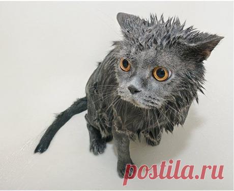 Трагедии свежевымытых котов / Питомцы