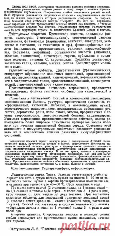 Хвощ полевой