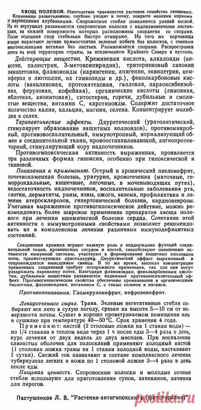 Хвощ полевой