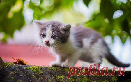 Очаровательные животные / Питомцы