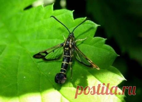 Как бороться с болезнями и вредителями смородины