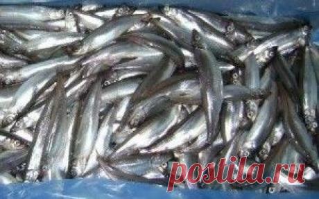 Три дорогих блюда из дешевой мойвы