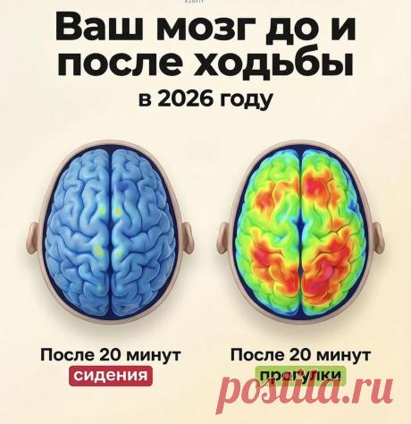 Ваш мозг до и после ходьбы