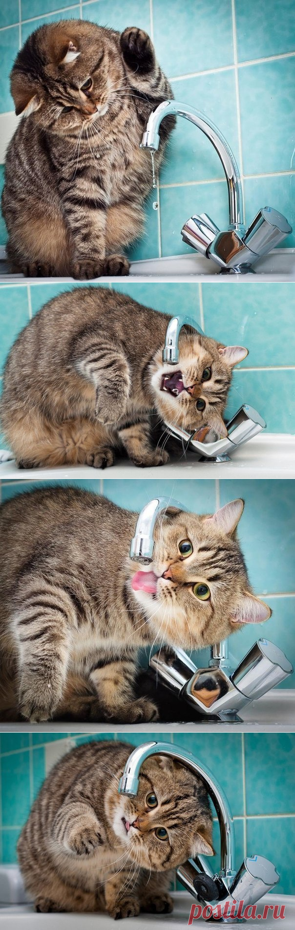 Котик очень хочет пить...
