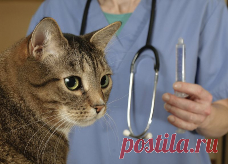 Вакцинация и прививки кошек правила, возраст - Petstory