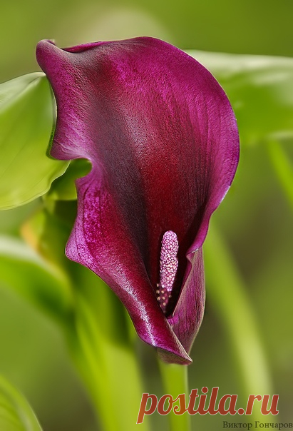 Для Вас! 💥 ♥ фото 📷 #Виктор_Гончаров