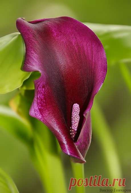 Для Вас! 💥 ♥ фото 📷 #Виктор_Гончаров