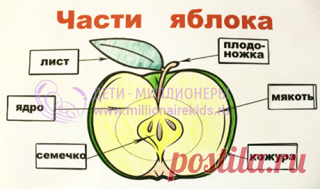 О яблоке для детей: рисунок, поделка, стихи, эксперименты