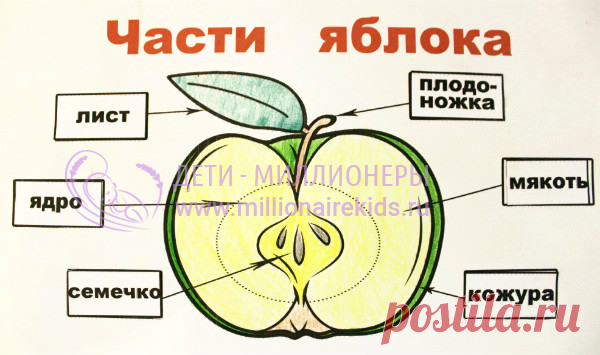 О яблоке для детей: рисунок, поделка, стихи, эксперименты