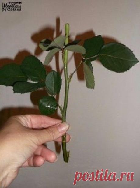 Как укоренить розу из букета
Обрезаем красивейшие цветки, срезаем верхнюю часть стебля с 2-3 почками, листья можно удалять, а можно и парочку оставить, сразу же втыкаем стебель в сырой картофель.
Затем высаживаем в стаканчик или цветочный горшок, обильно поливаем, накрываем полиэтиленовым пакетом, ставим на окно (не южное) дней на 40.
Периодически проветриваем, снимая пакеты и при необходимости поливаем. Растение прекрасно укореняется, картофель дает нашей розочке питание. Спустя 40-50 дней паке