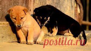 Новое видео с животными - Cмотреть смешное видео, подборки неудач, видео приколы, играть флэш игры онлайн, просматривать смешные и интересные картинки абсолютно бесплатно