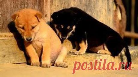 Новое видео с животными - Cмотреть смешное видео, подборки неудач, видео приколы, играть флэш игры онлайн, просматривать смешные и интересные картинки абсолютно бесплатно