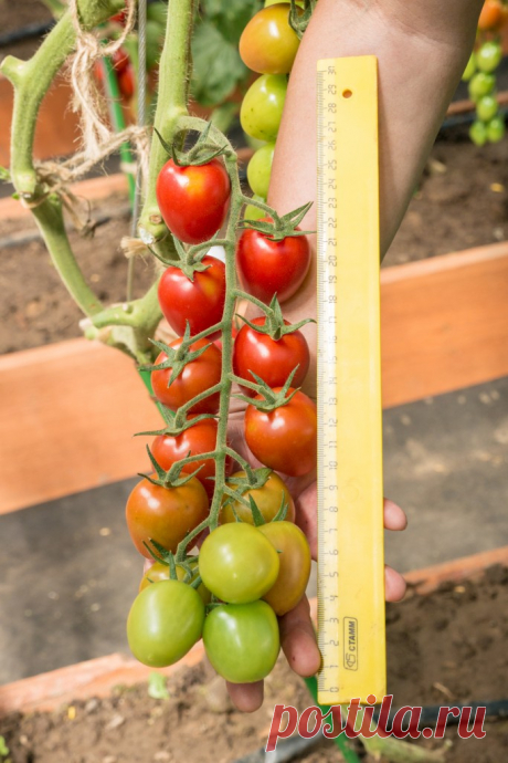 Сорт томата черри вера Огород без хлопот - информационный сайт для дачников, садоводов и огородников.