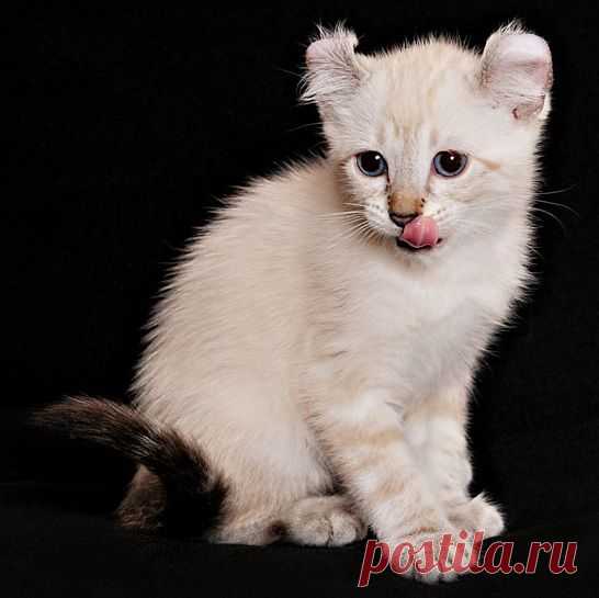 Американский керл.