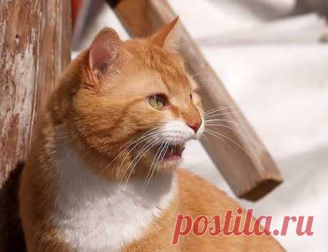 Классный рыжий котик (15 фото) - 11 Апреля 2009 - Котейко - все о кошках и котах.
