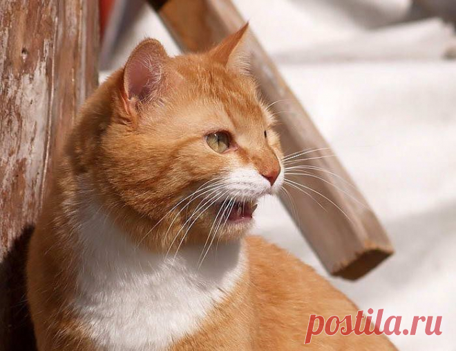 Классный рыжий котик (15 фото) - 11 Апреля 2009 - Котейко - все о кошках и котах.
