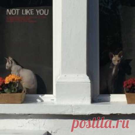 VA - Not Like You (Volume 2: Gotta Love Someone) (2024) Artist: VA Album: Not Like You (Volume 2: Gotta Love Someone) Year: 2024 Country: UK Style: Shoegaze, Dream Pop