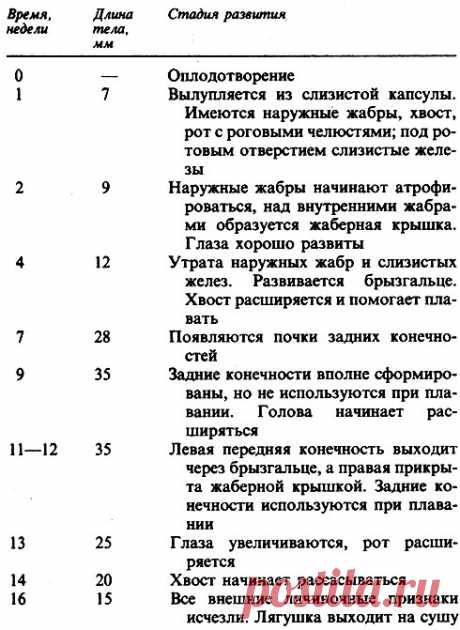 21.7.4. Метаморфоз у амфибий [1990 Грин Н., Стаут У., Тейлор Д. - Биология. В 3-х т. Т. 3]