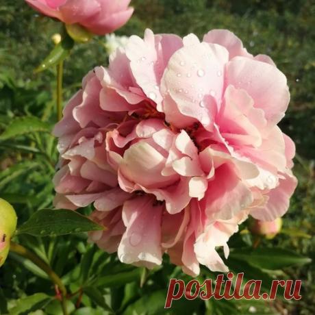 Пион TRIPHENA PARKIN