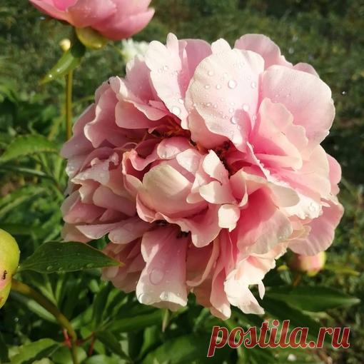 Пион TRIPHENA PARKIN