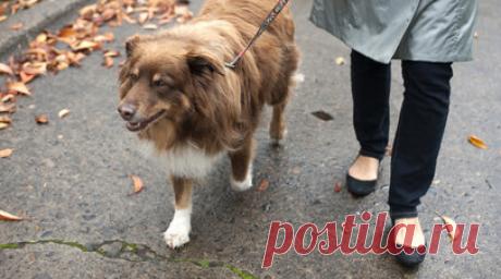 Власти Тюмени намерены ужесточить правила выгула собак. В Тюмени штрафные санкции будут применять к владельцам собак за выгул животных крупных пород без поводков и намордников вне специальных площадок или вне огороженных территорий частных домов. Читать далее