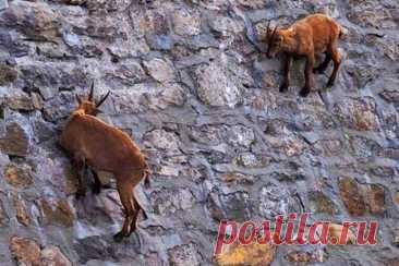 Как магнитики