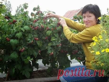 Высокий урожай малины. Инструкция начинающему садоводу
1.Выбор сорта. Старайтесь приобретать растения в садовых центрах с хорошей репутацией. В идеале приобрести сразу несколько сортов (от 2 до 5) разных по срокам созревания, отличных по окраске: желтая, оранжевая, красная.
2.Высаживать молодые саженцы малины следует на новом месте, где не было малины долгое время: вдоль заборов, сараев.
3.Почву в малиннике не копайте и не рыхлите, а наоборот в течение всего лета добавляй...