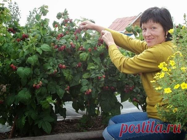 Высокий урожай малины. Инструкция начинающему садоводу

1.Выбор сорта. Старайтесь приобретать растения в садовых центрах с хорошей репутацией. В идеале приобрести сразу несколько сортов (от 2 до 5) разных по срокам созревания, отличных по окраске: желтая, оранжевая, красная.
2.Высаживать молодые саженцы малины следует на новом месте, где не было малины долгое время: вдоль заборов, сараев.
3.Почву в малиннике не копайте и не рыхлите, а наоборот в течение всего лета добавляй...