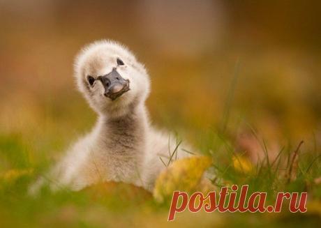 Любопытство.