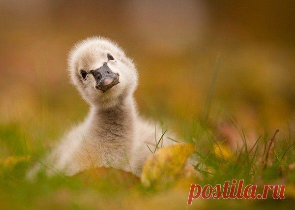 Любопытство.