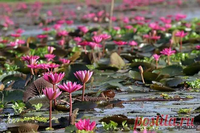 ОЗЕРО ЛОТОСОВ, ТАИЛАНД