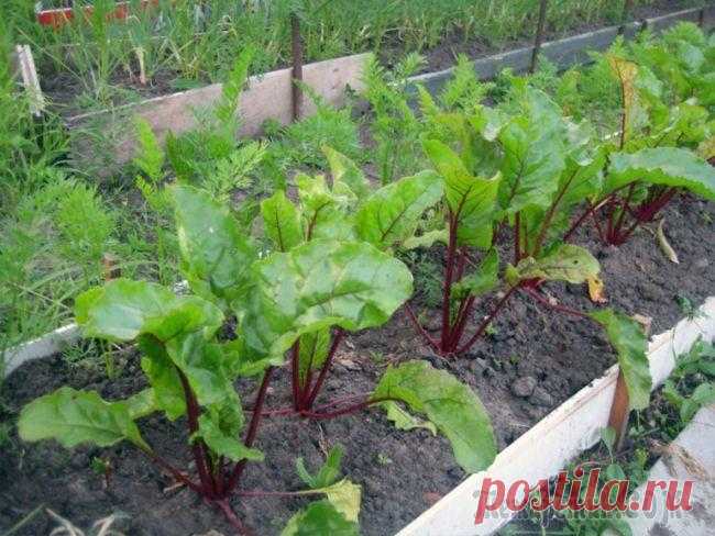 С чем можно сажать свеклу, и что посадить на месте ее выращивания на следующий год Каждый дачник должен знать, с чем можно посадить свеклу и какие растения дадут хороший урожай на следующий год при посадке на участке, где ранее росла эта культура. Это позволит не только получить кач...