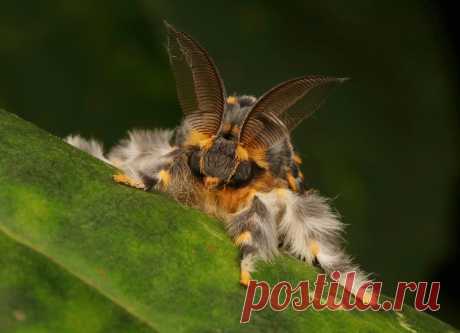Rosy Tussock Moth, male (Lymantria mathura, Lymantriinae, Erebidae) Pu'er, Yunnan, China  see comments for additional view...