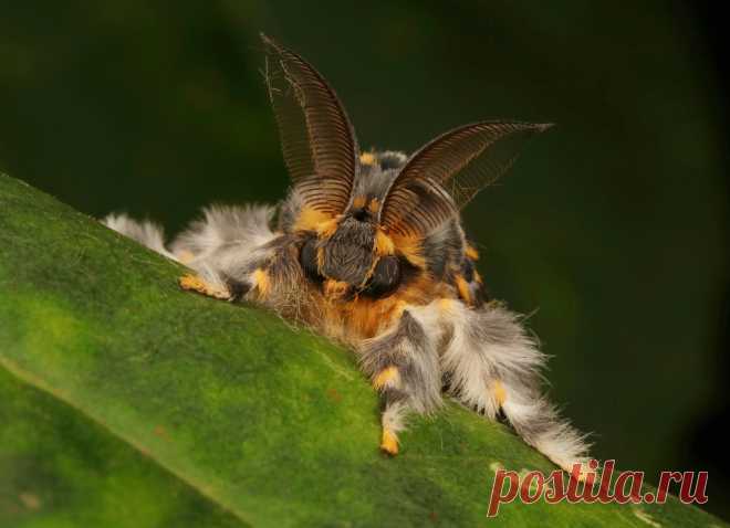 Rosy Tussock Moth, male (Lymantria mathura, Lymantriinae, Erebidae) Pu'er, Yunnan, China  see comments for additional view...