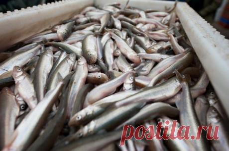 Кулинарный туризм. Топ-5 блюд петербургской кухни |