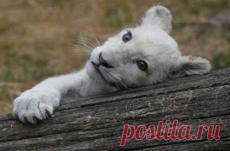 Белый лев – легенда африканских племен