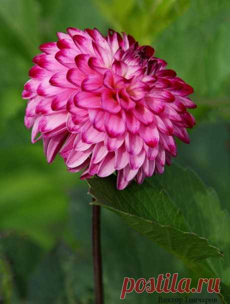 Для Вас! ♥ 📷: #Виктор_Гончаров