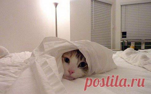 -Все больше не пью… ващще!!! — А что так? — … я в пятницу вернулась с работы… устала — как собака. Решила остаться дома: приняла душ, нырнула под одеяло и… выпила целую бутылку коньяку… — Ну и что? — … меня потом в трёх ресторанах видели… в том одеяле)))))))