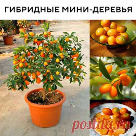 ЛЕГКИЕ ДЕНЬГИ НА СОЧНЫХ ДОМАШНИХ ФРУКТАХ

Несколько дней я ползала по интернету и собирала информацию по поводу этих деревьев. В итоге я нашла страницу, где всё оказалось очень легко, даже для меня, боящейся компьютера как огня. Просто заполнила форму на сайте, указала имя и телефон. Мне перезвонила девушка и уточнила куда доставить мои мини-деревья.
Через 4 дня набор приехал на почту. Так и начался мой маленький фруктовый бизнес.
Но деревце и вправду оказалось невероятно плодоносным!