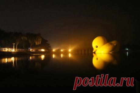 маленькая уточка