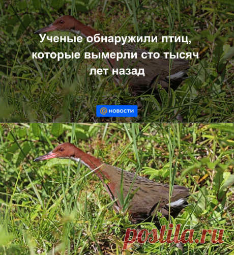 Ученые обнаружили птиц, которые вымерли сто тысяч лет назад -ДВАЖДЫ КОЛОНИЗИРОВАЛИ ОСТРОВ- Новости Mail.ru