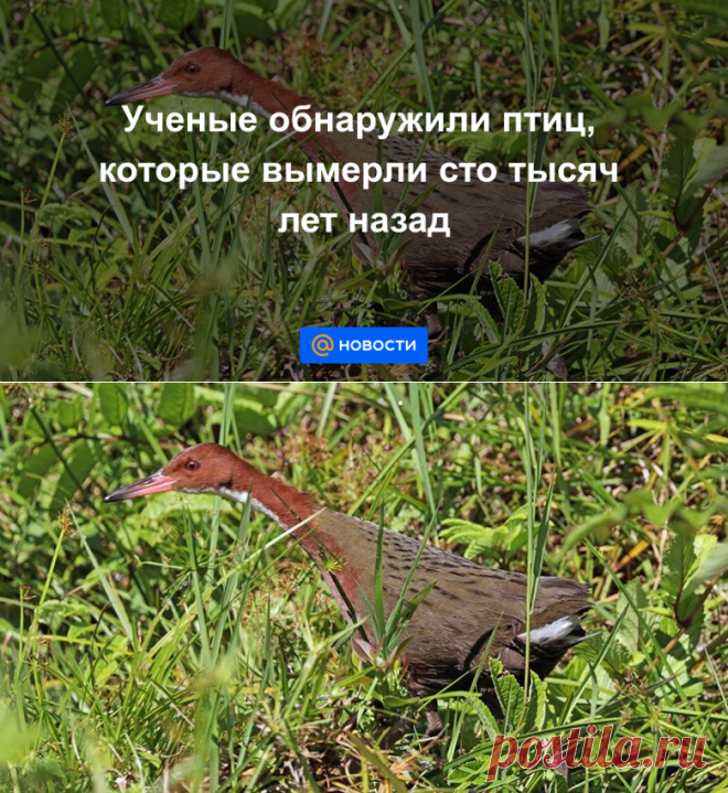 Ученые обнаружили птиц, которые вымерли сто тысяч лет назад -ДВАЖДЫ КОЛОНИЗИРОВАЛИ ОСТРОВ- Новости Mail.ru