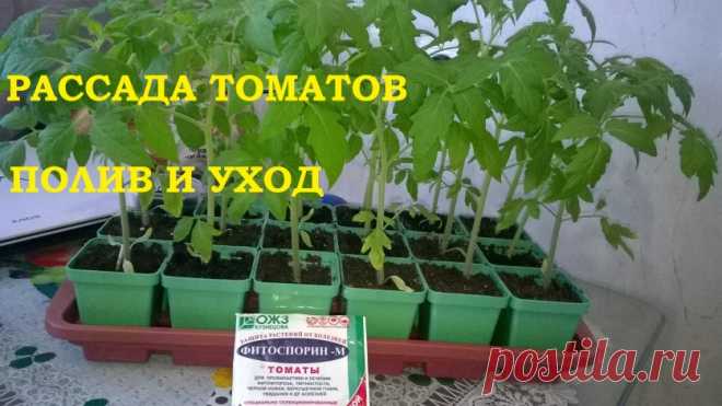 Рассада томатов полив и уход! Как защитить томаты от пересыхания и переувлажнения. — 6 соток