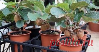 Вырастить настоящее вкусное киви дома на подоконнике просто. Вот как это сделать