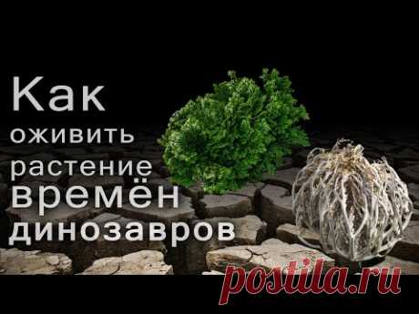Иерихонская роза. Как оживить древнее растение времен динозавров. - YouTube