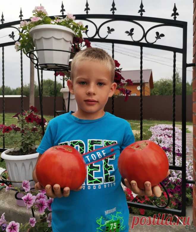 Топ-5 томатов, на которые нужно обратить внимание. | Огородник из Рязани | Яндекс Дзен