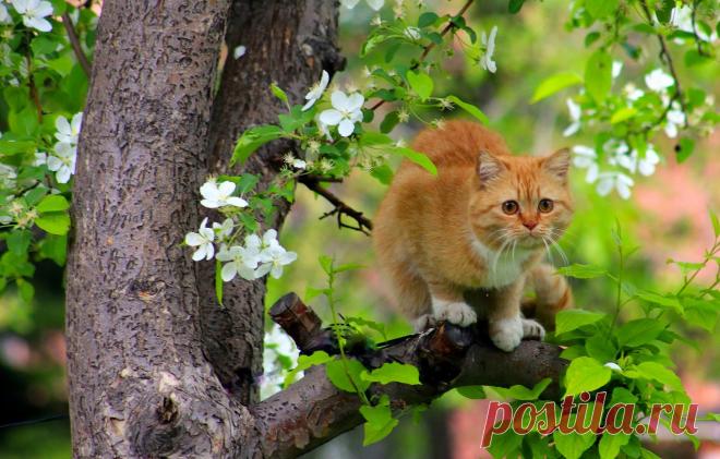Обои кошка, кот, дерево, весна, рыжая, цветение, на дереве, коты прилетели картинки на рабочий стол, раздел кошки - скачать